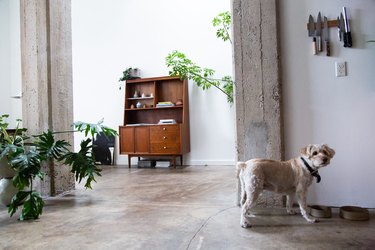 dog at dog bowl in apartment with plants