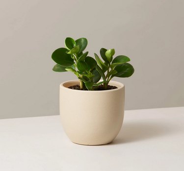 Baby rubber plant in cream colored planter