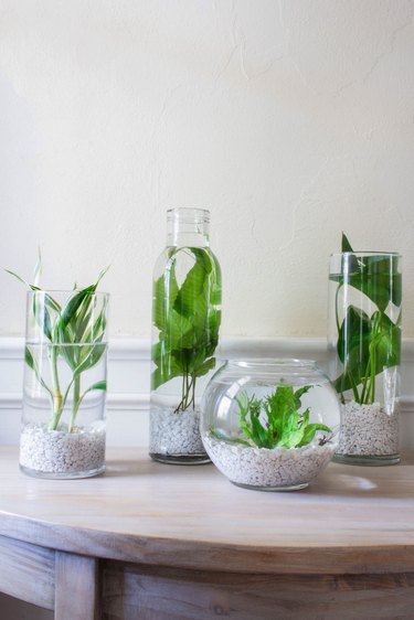 DIY indoor water garden