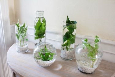 DIY water plants garden