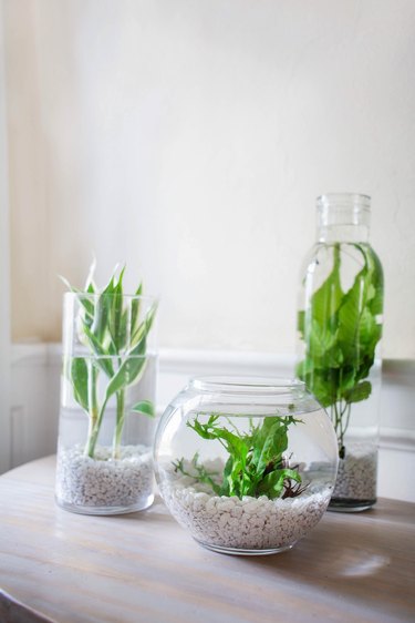 DIY aquatic plants centerpiece