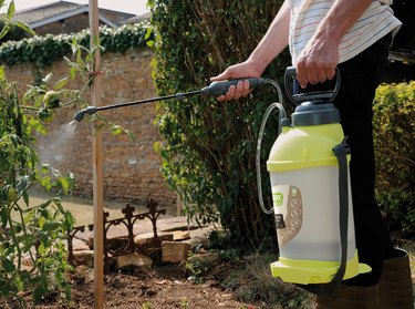 spraying plants with garden sprayer