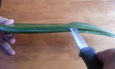 Cutting an aloe leaf.