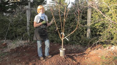 Planting a fig tree.