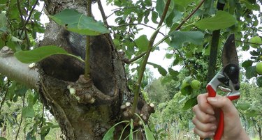 Pruning a plum tree.