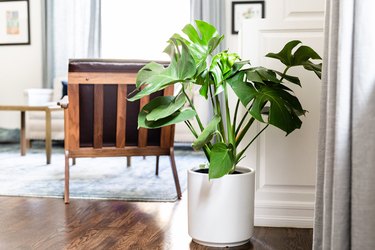 close up of plant in white planter with living room in background with wood floor and rug