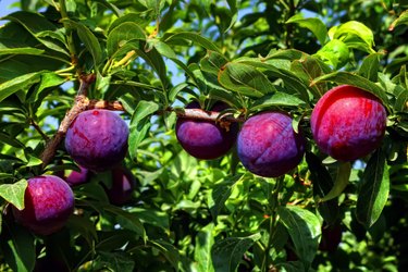 Ripe plums on tree.