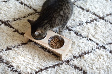 DIY Modern Cat Feeding Station