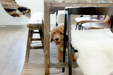 dog looking at camera from underneath kitchen table with rug underneath