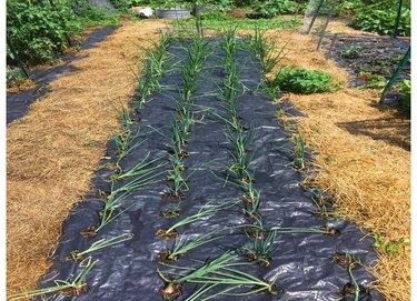 Sheet mulch