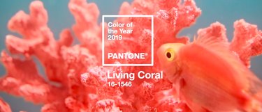 pantone living coral color of the year with coral and fish in the background