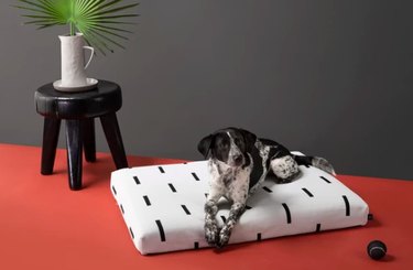 dog sitting on black and white dog bed