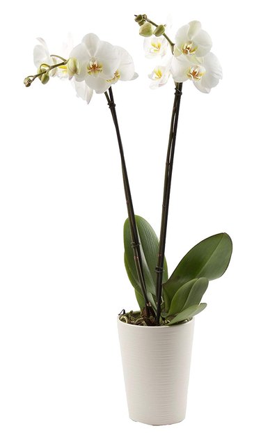 Moth Orchid Plant