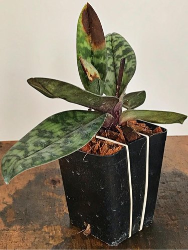 Paphiopedilum