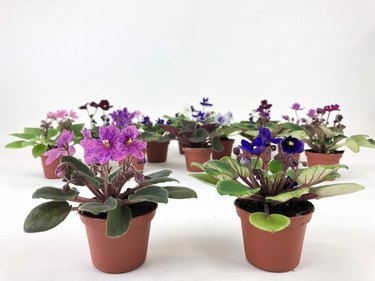 African Violet plants