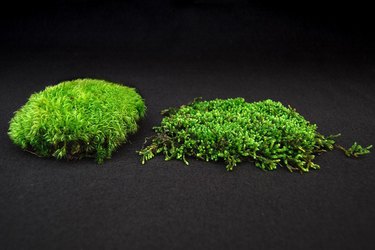 Two types of moss.