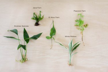 Variety of aquatic plants