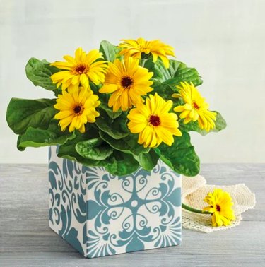 Gerbera Daisy Plant Gift in white and blue vase