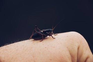 Cricket resting on a hand.