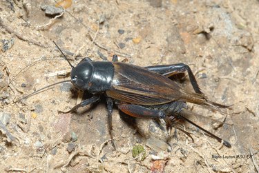 A field cricket.