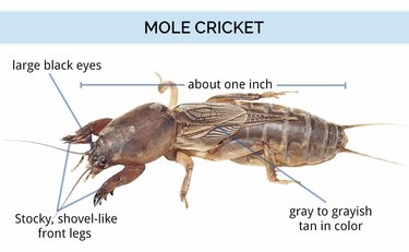 Mole cricket anatomy.