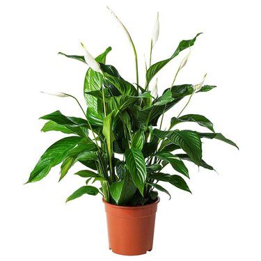 amplex peace lily