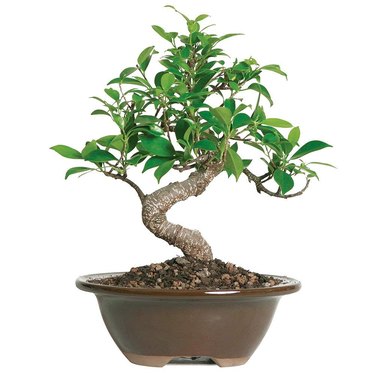 amazon ficus bonsai