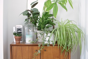 plants on credenza