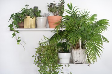 How to Style Plants