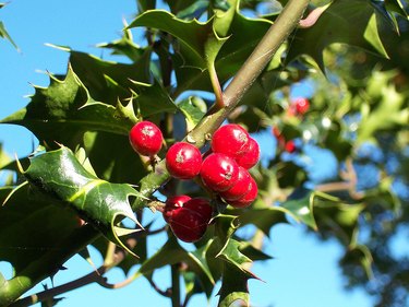 Holly plant with berries