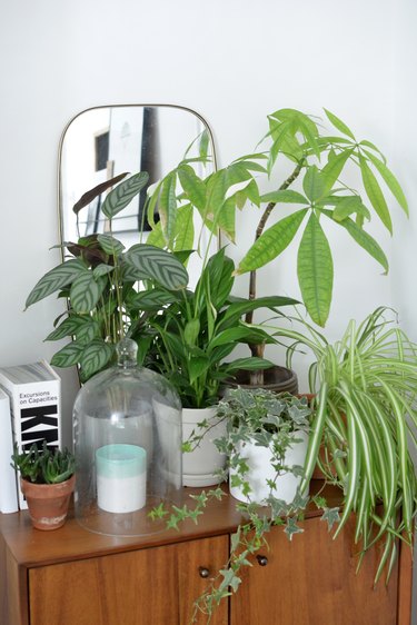 How to Style Plants