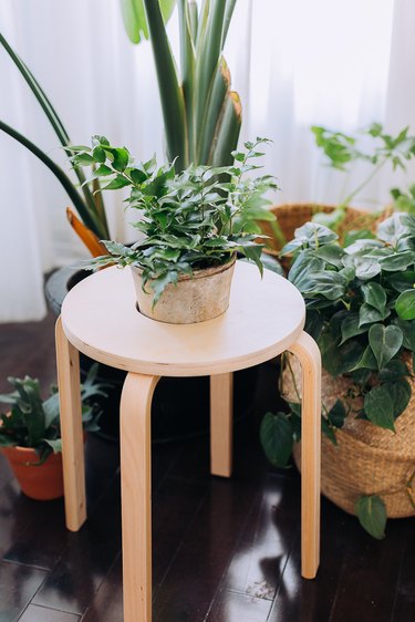 IKEA FROSTA Stool Hack Into Plant Stand