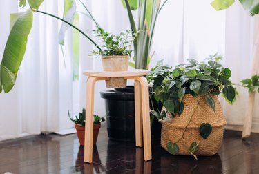 IKEA FROSTA Stool Hack Into Plant Stand