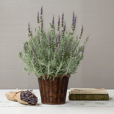 'Goodwin Creed Gray' lavender plant in wicker basket