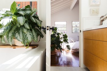 Chinese evergreen plant in bathroom with a plant in bedroom in background
