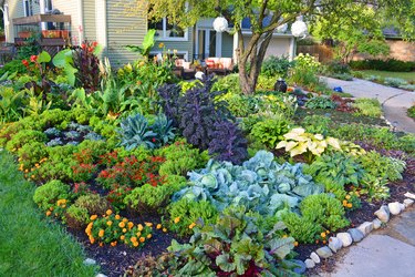 What Is Edible Landscaping? How Do I Get Started? | Hunker