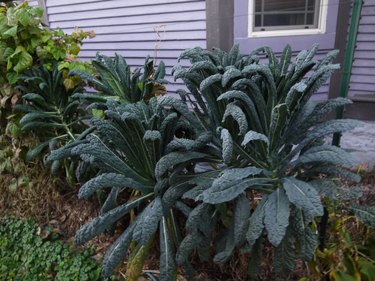 Dinosaur kale.