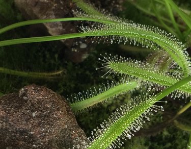 Sundew Plant