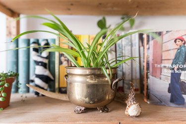 Spider plant in metal container