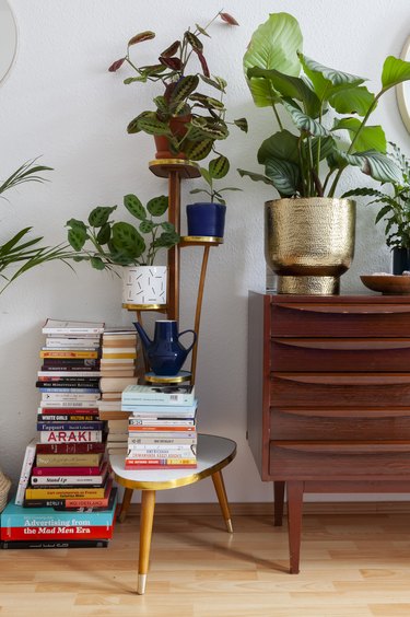 Plants picked up at local flea markets in the living room.