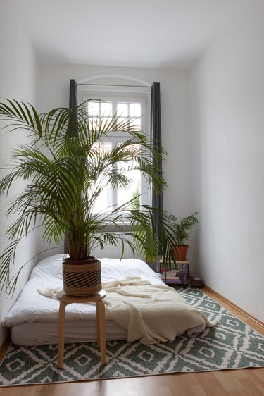 Bed on floor with rug and big plant