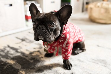 French bulldog in red shirt on rug