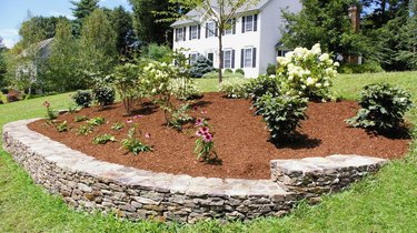 Newly planted shrubs in a berm.