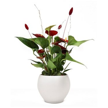 Anthurium Andraeanum Plant