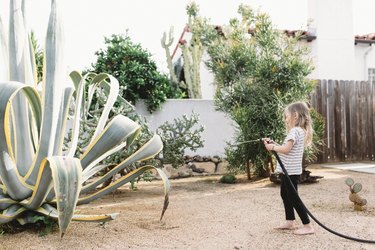 Watering succulent garden