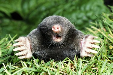 A mole surfacing.