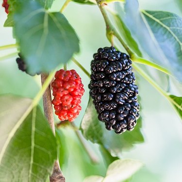 Mulberry fruit
