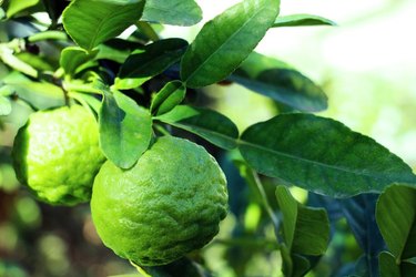 Kaffir lime fruit and leaves