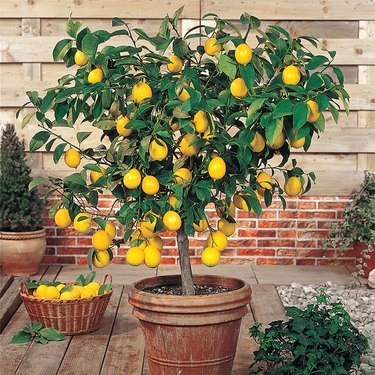 Meyer lemon tree