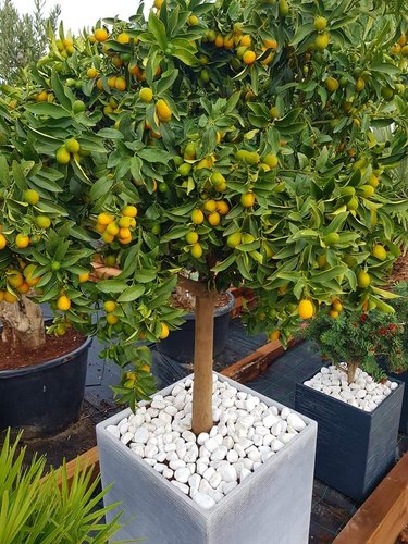 Kumquat tree in pot.